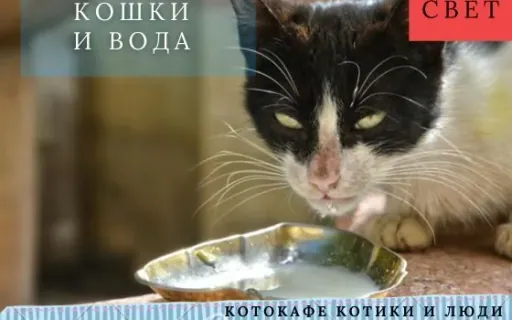 Почему кошки так странно пьют воду: вы этого не знали