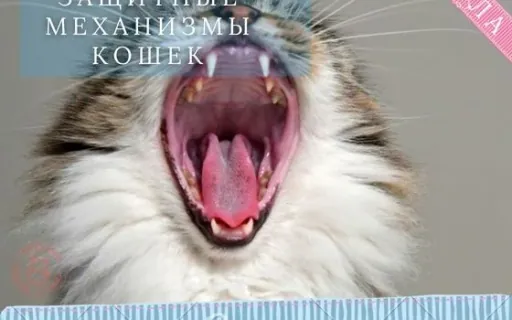 Почему кошки выживают там, где другие животные сдаются
