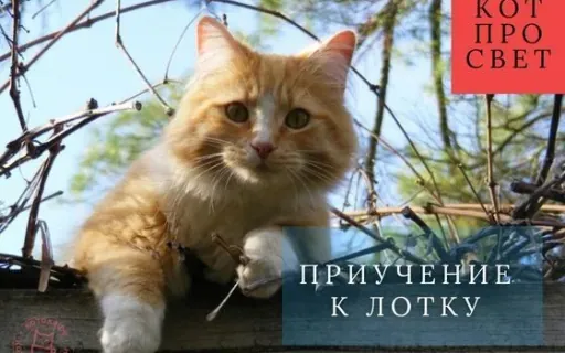 Приучение взрослой кошки к лотку