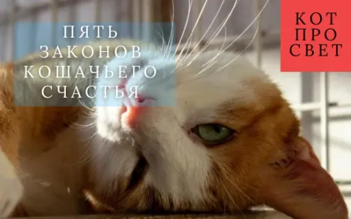 Пять законов кошачьего счастья