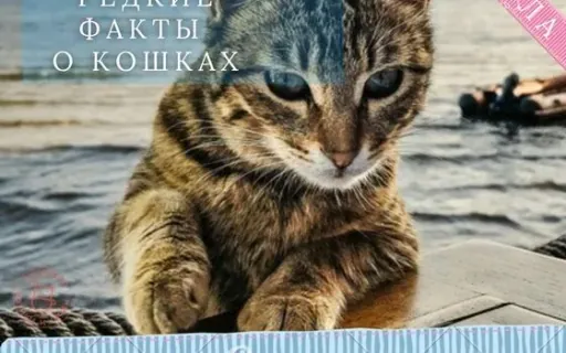 Редкие поразительные факты про кошек