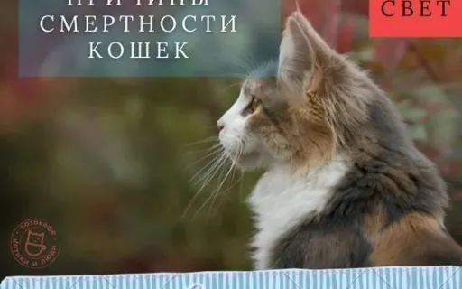 Смертность кошек: почему домашние живут дольше и как продлить жизнь питомцу