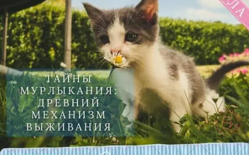 Тайны мурлыкания: древний механизм выживания кошек