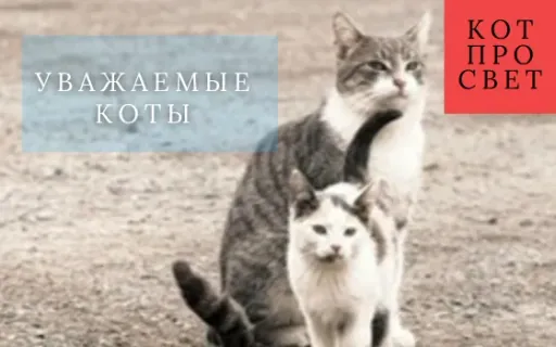 Уважаемые кошки: кто делает колонию спокойнее и почему